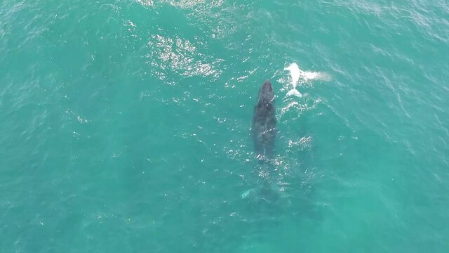 Spectacular aerial view of cute calf swimming and playing with mom humpback whale in the clear water of Sainte Marie, Madagascar