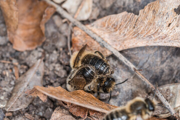 Erdbienen Weibchen und Männchen am Boden bei der Fortpflanzung und Liebesspiel, Deutschland