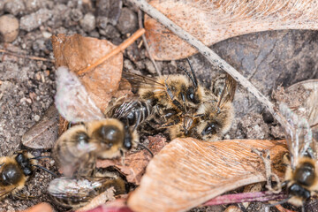 Erdbienen Weibchen und Männchen am Boden bei der Fortpflanzung und Liebesspiel, Deutschland
