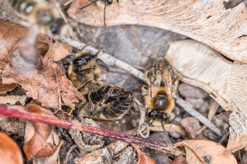 Erdbienen Weibchen und Männchen am Boden bei der Fortpflanzung und Liebesspiel, Deutschland