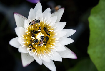 A large swarm of bees, searching for nectar in the water lilies in the tub around the house.