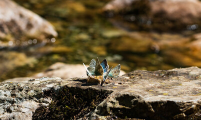 a group of butterflies eating