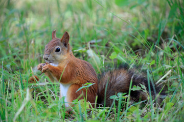Naklejka na ściany i meble Red squirrel eating food in a Park