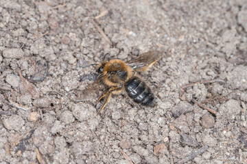 Erdbienen Weibchen und Männchen am Boden bei der Fortpflanzung und Liebesspiel, Deutschland