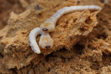 wood stump forest pest brown