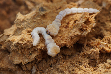 wood stump forest pest brown worm