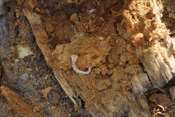 wood stump forest pest brown tree macro