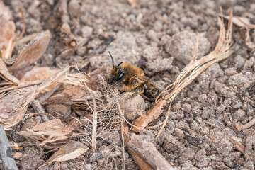 Erdbienen Weibchen und Männchen am Boden bei der Fortpflanzung und Liebesspiel, Deutschland