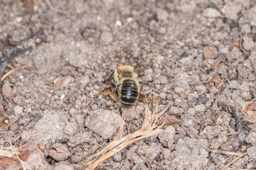 Erdbienen Weibchen und Männchen am Boden bei der Fortpflanzung und Liebesspiel, Deutschland