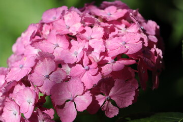 アジサイ９　日差しが当たる赤いアジサイのアップ