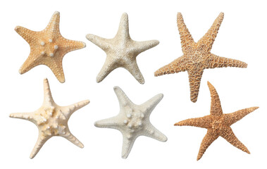 Fototapeta premium Set with beautiful sea stars on white background