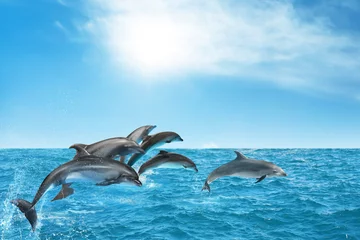  Beautiful bottlenose dolphins jumping out of sea with clear blue water on sunny day © New Africa