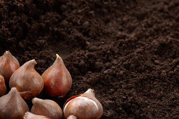 Tulip bulbs on ground background, copy space