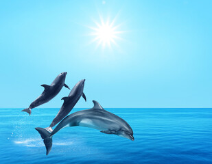 Beautiful bottlenose dolphins jumping out of sea with clear blue water on sunny day