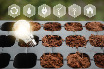 lightbulb with small tree on soil in nature and sunshine. environmentally friendly and sustainable energy options. Renewable, sustainable energy sources concept.