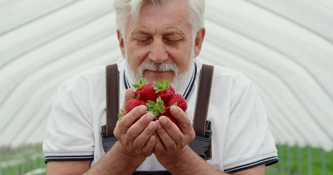 Close up of senior man breathing sweet smell fresh strawberries and enjoying harvest. Concept of senior man smiling and enjoying harvest strawberries in modern greenhouse.