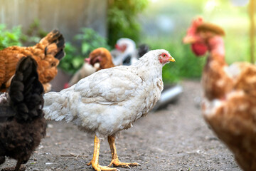 Hens feeding on traditional rural barnyard. Close up of chicken on barn yard. Free range poultry farming concept.
