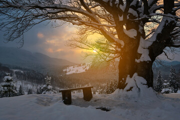 Moody winter landscape with dark bare tree and small wooden bench on covered with fresh fallen snow field in wintry mountains on cold gloomy evening.