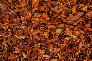 Autumn forest with yellow and orange dry leaves