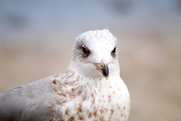 seagull, Larus argentatus, beak, cub, beach