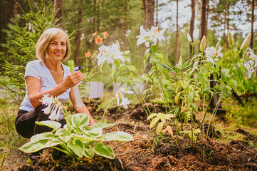 Elderly senior gardener farmer woman caring flowers in summer garden at countryside outdoors, sprays flowering plants using water pulverizer. Farming, gardening, agriculture, retired old age people