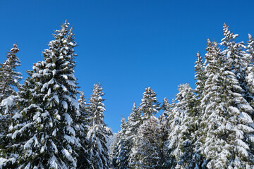Pine trees covered with fresh fallen snow in winter mountain forest on cold bright day.