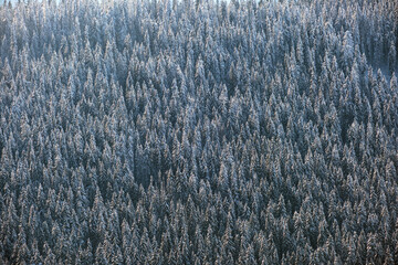 Top down aerial view of snow covered evergreen pine forest after heavy snowfall in winter mountain woods on cold quiet day.