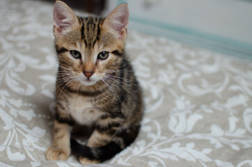 chatons tigrés portrait mignon
