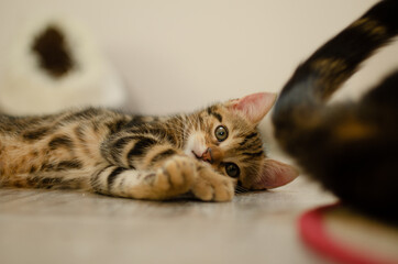portrait de chaton mignon allongé

