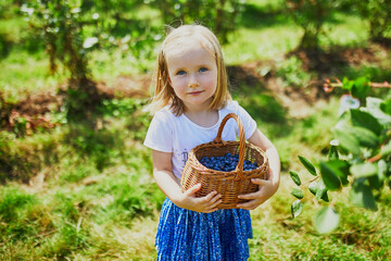 Adorable preschooler girl picking fresh organic blueberries on farm