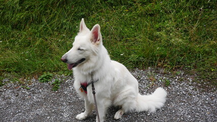 Weißer Schäferhund (Berger Blanc Suisse) macht unwillig Sitz beim Gassi Gehen in der Natur