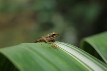 Java flying frog or Javan tree frog, is a species of frog endemic to Java, Indonesia.