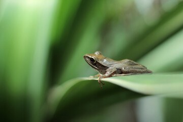 Java flying frog or Javan tree frog, is a species of frog endemic to Java, Indonesia.