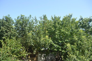 Fototapeta premium trees in the garden