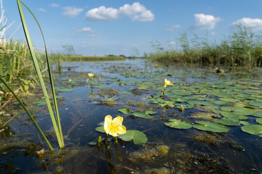 Fringed Water-lily or Yellow Floating-heart - Nymphoides peltata - in a pond in the Eemland polder The Netherlands with landscape and sky