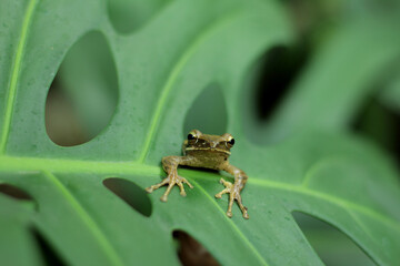 Java flying frog or Javan tree frog, is a species of frog endemic to Java, Indonesia.