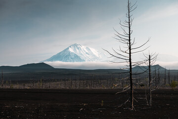 View of the Dead Forest, black lava fields and Tolbachik volcano at sunrise in Kamchatka peninsula, Russia. Summer landscape. Famous travel destination