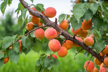 many apricot fruits on a tree in the garden on a bright summer day. Organic fruits. Healthy food. Ripe apricots.