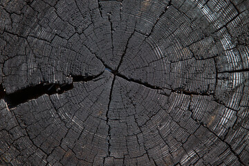 Close-up of cross section of tree trunk showing growth rings. Log.