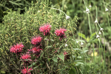 Indianernessel Monarda didyma vor Rosmarin und Knoblauch