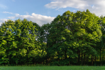 Landschaft im Sommer