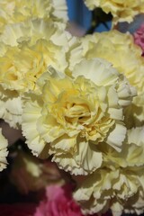bouquet of yellow carnations