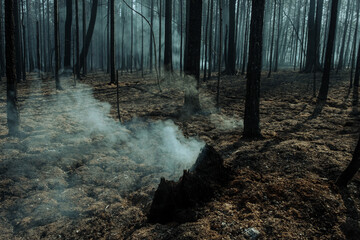 Fire in a forest near Pervouralsk, Ural, Sverdlovsk region, August 25, 2021
