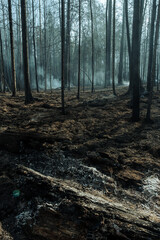 Fire in a forest near Pervouralsk, Ural, Sverdlovsk region, August 25, 2021