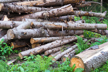Logs of raw conifers tree. Pile of sawed trees, work of a forester, thinning of diseased trees,...