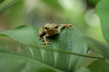 Java flying frog or Javan tree frog, is a species of frog endemic to Java, Indonesia.