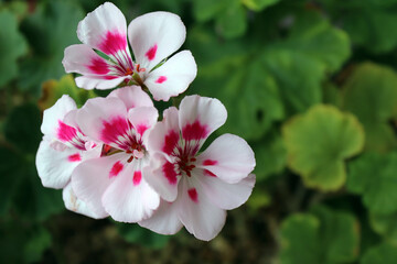 ゼラニウム　白い花　夏