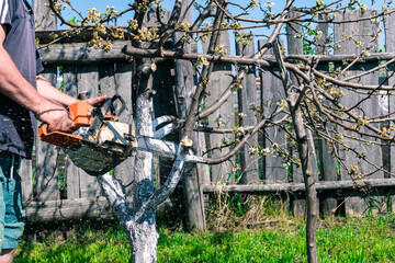 A man is sawing a branch of a pear tree in summer.