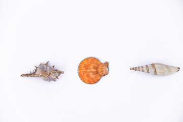 Shells isolated on a white background, three types of seashells, isolated beach shells with place to copy and write, summer, beach, sea and holiday backgrounds, orange Scallop shells, top view.