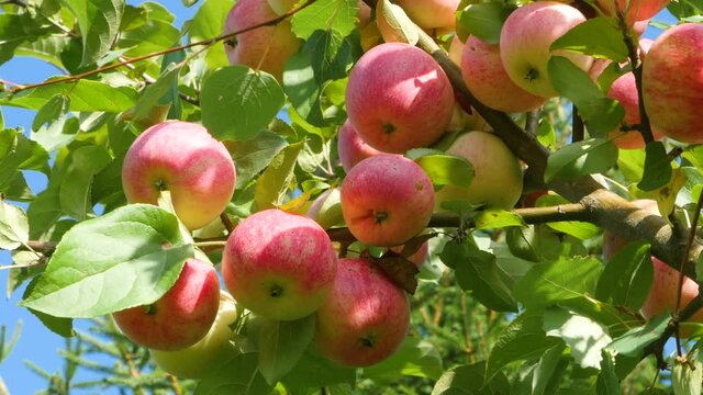 Bright beautiful appetizing apples on the branches of an apple tree on a sunny day